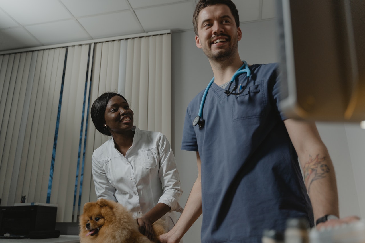 Veterinarians Protecting The Health Of Animals And People Relay Health