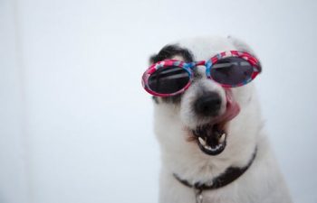 Important Details You Need to Learn About Pet Surgery