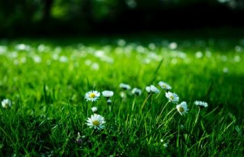 Enhancing Your Home Using Flowers and Plants